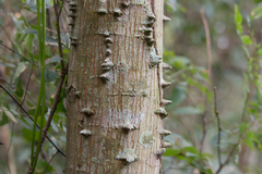 Machaerium brasiliense
