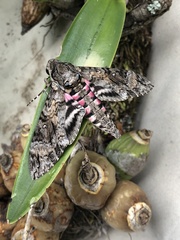 Agrius cingulata