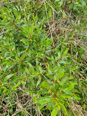 Myoporum acuminatum