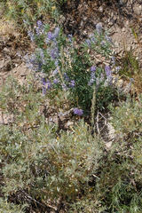 Lupinus argenteus
