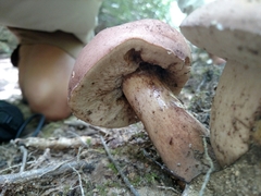 Tylopilus