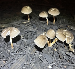 Pluteus longistriatus