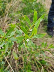 Myoporum acuminatum