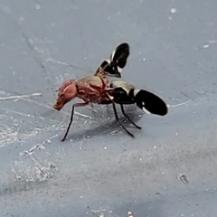 Delphinia picta