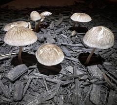 Pluteus longistriatus