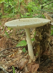 Amanita abrupta
