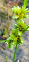 Cyperus acuminatus