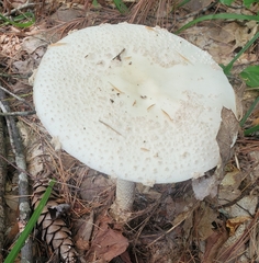 Amanita abrupta