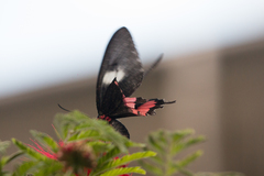 Parides