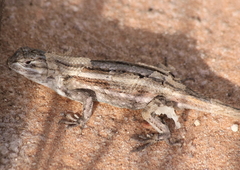 Sceloporus consobrinus