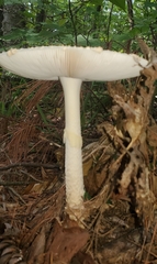 Amanita abrupta