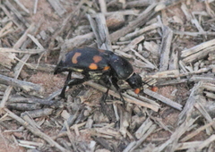 Nicrophorus carolina