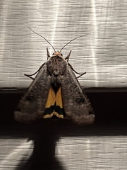 Noctua pronuba
