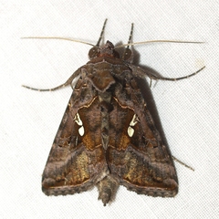 Autographa precationis