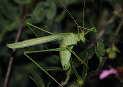 Arethaea mescalero