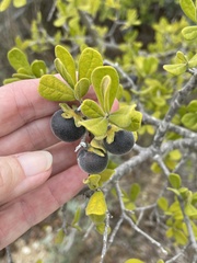 Diospyros texana