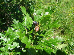 Quercus gambelii