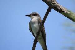 Tyrannus dominicensis