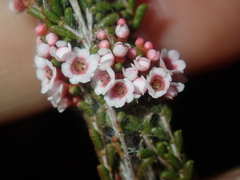 Thryptomene kochii