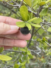Diospyros texana