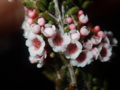 Thryptomene kochii