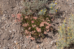 Eriogonum