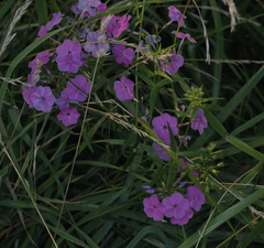 Phlox glaberrima interior