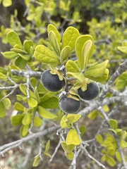 Diospyros texana