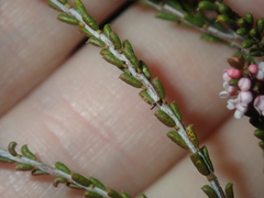 Thryptomene kochii