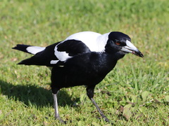 Gymnorhina tibicen