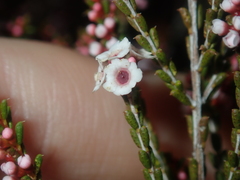 Thryptomene kochii
