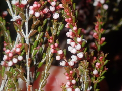 Thryptomene kochii