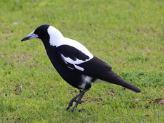 Gymnorhina tibicen