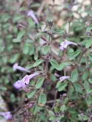 Hedeoma diffusa