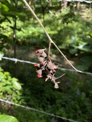 Rhynchosia precatoria