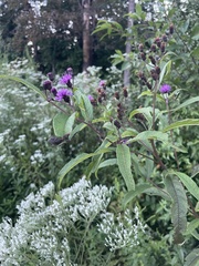 Vernonia noveboracensis