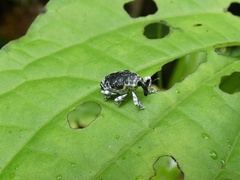 Peridinetus irroratus