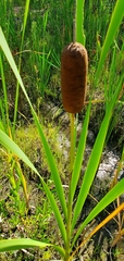 Typha domingensis