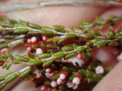 Thryptomene kochii