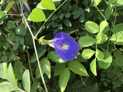 Clitoria ternatea