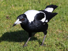 Gymnorhina tibicen