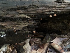 Crepidotus crocophyllus