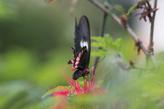 Parides