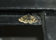 Metalectra diabolica