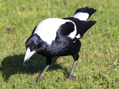 Gymnorhina tibicen