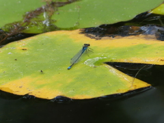 Erythromma viridulum