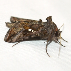 Autographa precationis