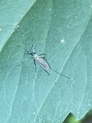 Toxorhynchites rutilus septentrionalis