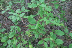 Cornus alba