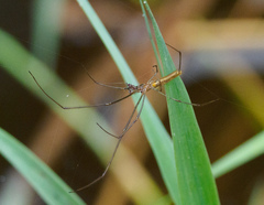 Tetragnatha laboriosa